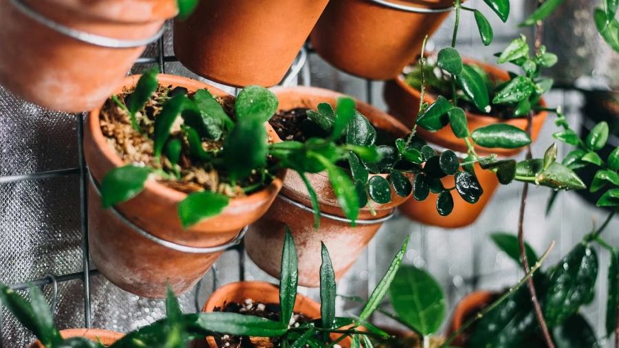 Dipçək Bitkilərinə Mövsümi Qulluq: Təcrübələr və Məsləhətlər