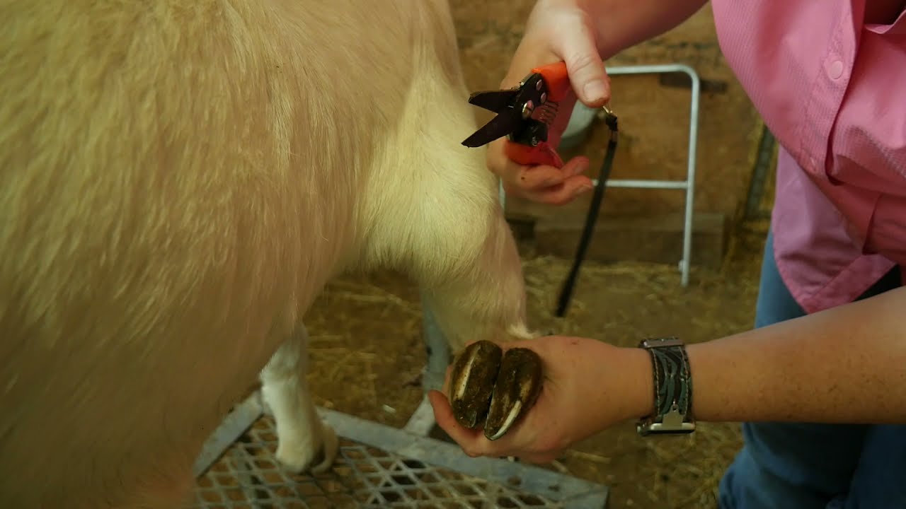 Mal-qaraya Qulluq üçün Vacib Vasitə - Dırnaq Qayçıs
