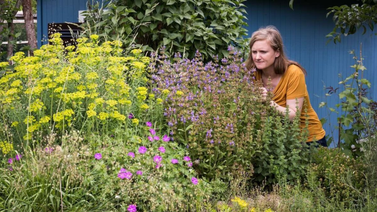 2026-cı il üçün Bitki və Bağ Trendləri